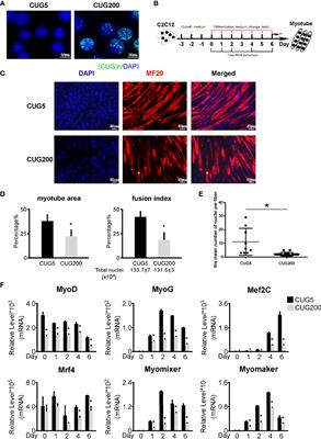 TNF Signaling Acts Downstream of MiR-322/-503 in Regulating DM1 Myogenesis